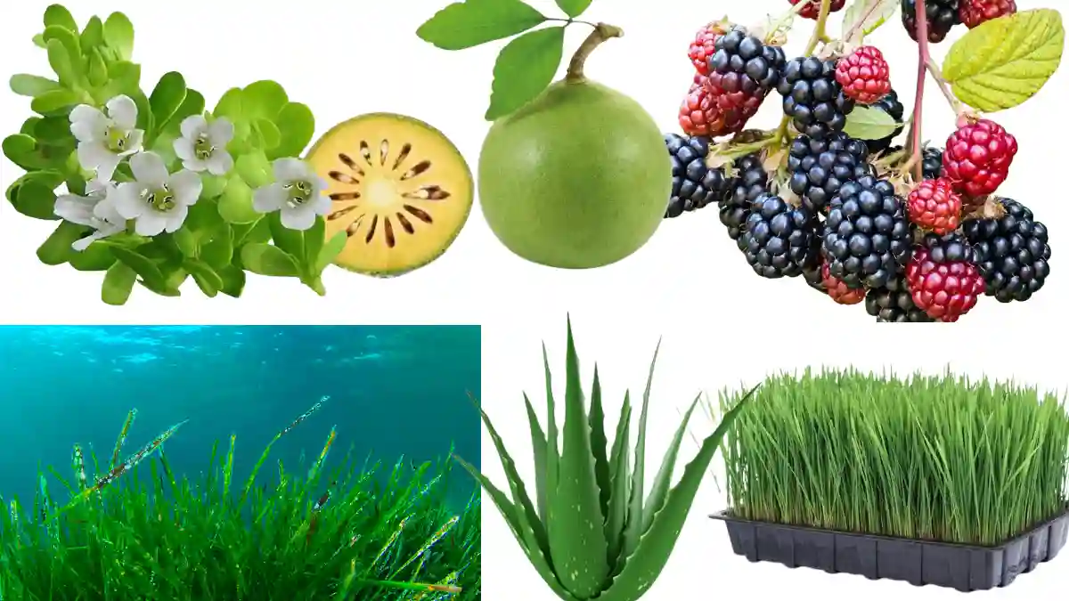 Blackberry, Spirulina, Wheatgrass, Aegle Marmelos(Bael fruit), Aloe Vera, Brahmi,