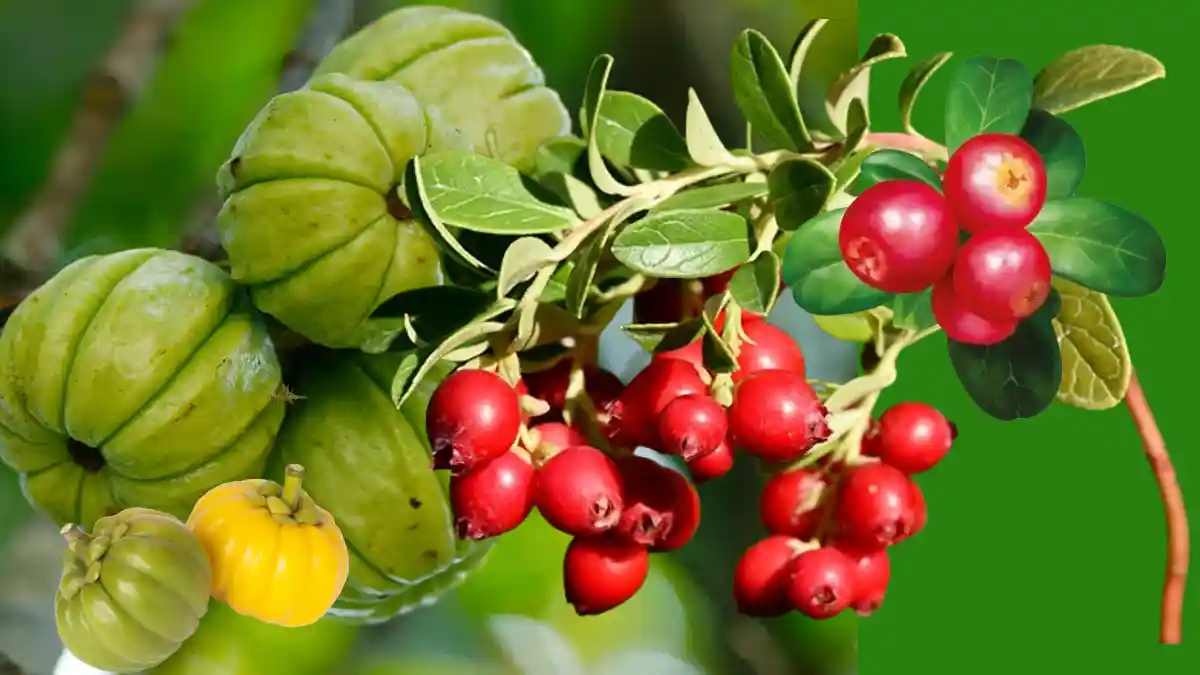 CRANBERRY GARCINIA CAMBOGIA EXTRACT