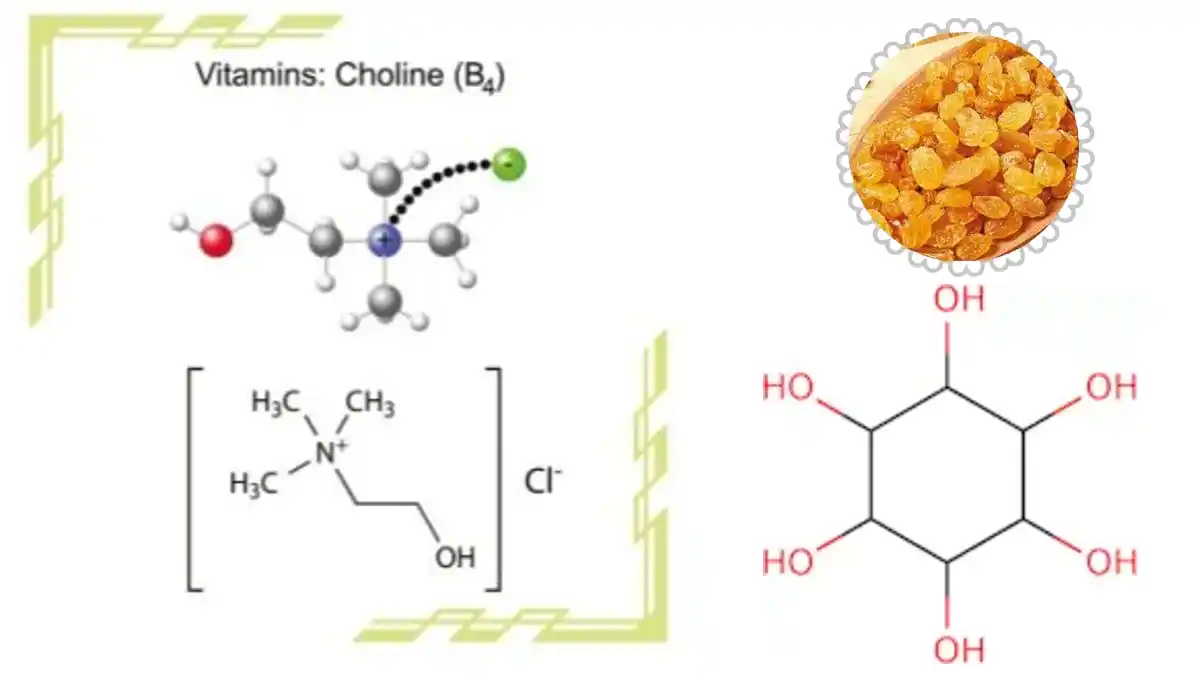 Choline & Inositol