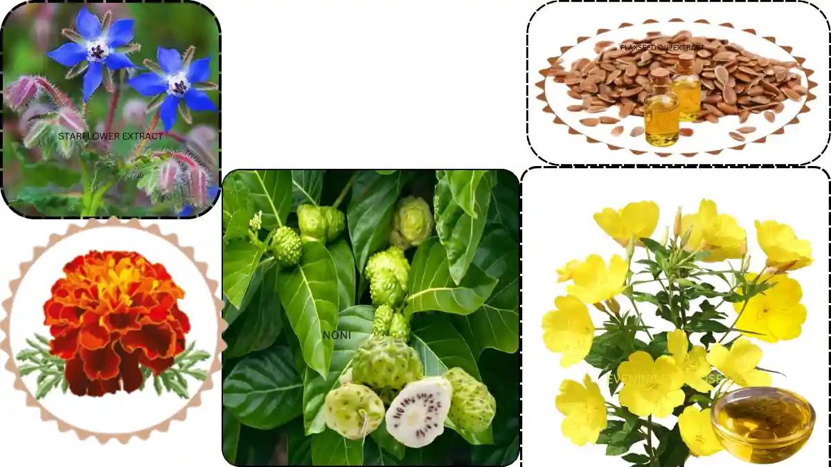 LUTEIN, EVENING PRIMROSE OIL, STARFLOWER EXTRACT, FLAXSEED OIL/EXTRACT, NONI