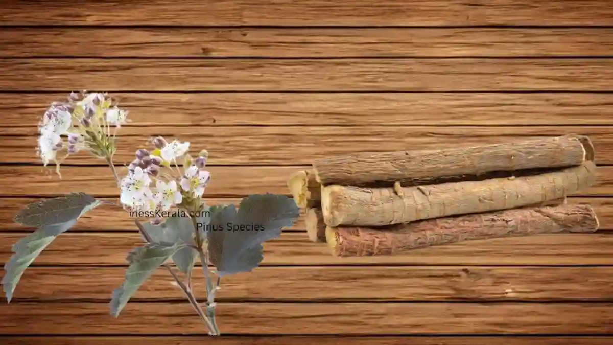 Pinus Species, Withania Somnifera (Ashwagandha)