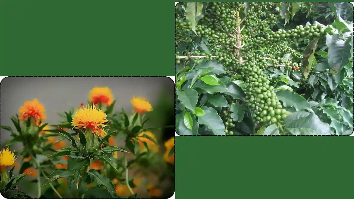 SAFFLOWER EXTRACT & GREEN COFFEE BEAN EXTRACT